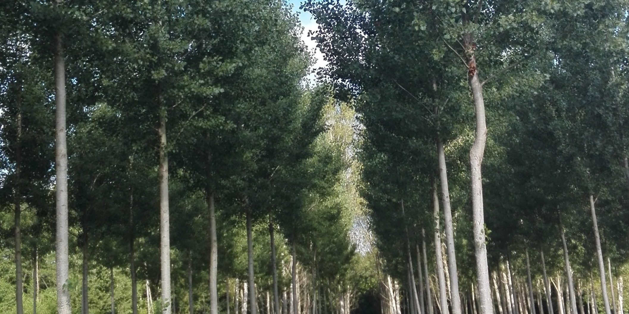 en dehors des rangs